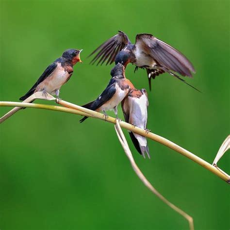 燕子代表什麼|帶著福氣的鳥兒：燕子